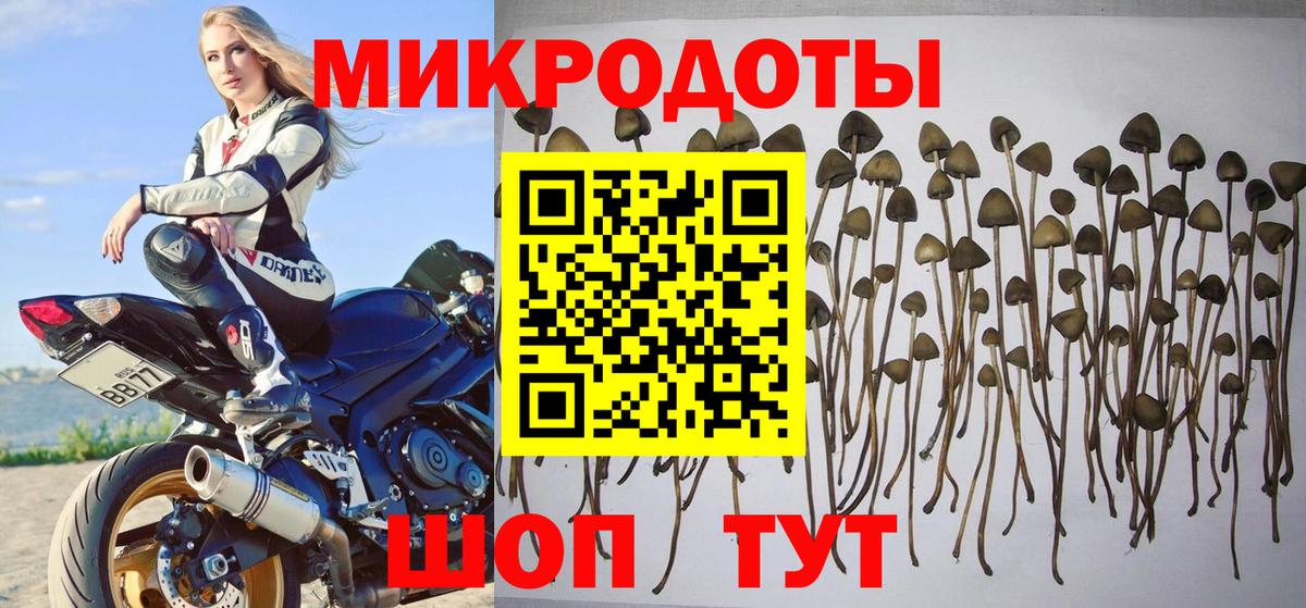 Псилоцибиновые грибы Psilocybe Королёв