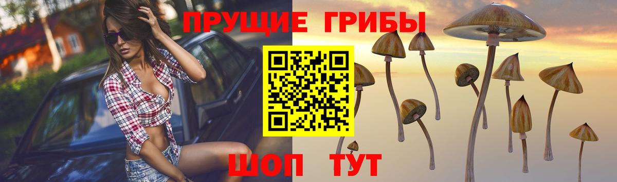 Королёв  Галлюциногенные грибы прущие грибы  Вход с VPN 